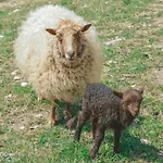 Vezzano Chiusi della Verna